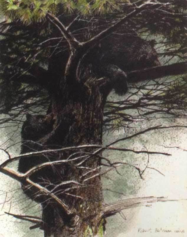 Black Bear Cubs in Tree