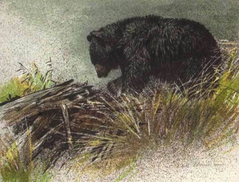 Black Bear Foraging