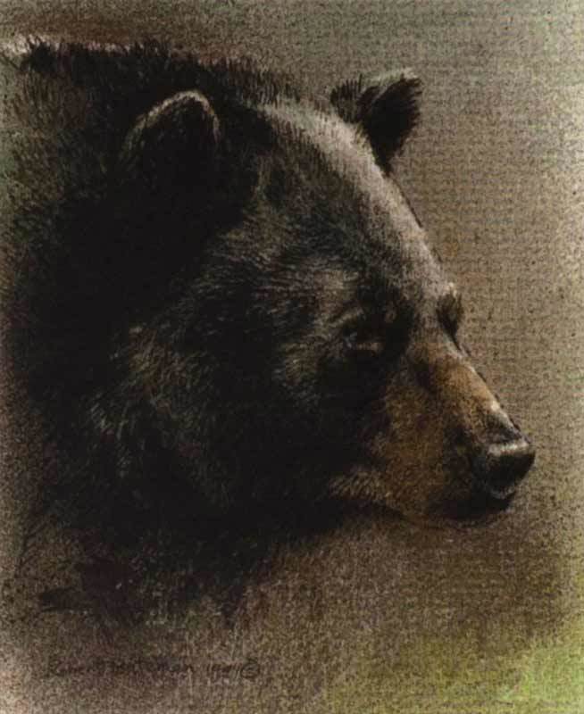 Black Bear Portrait