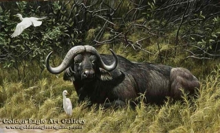 A Resting Place - Cape Buffalo