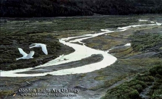 Above the River - Trumpeter Swans