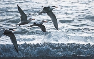 Above the Waves - Common Terns