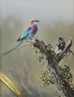 African Beauty - Blue Roller