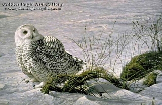 Afternoon Glow - Snowy Owl