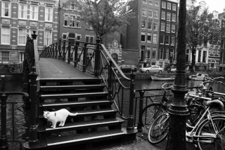 Amsterdam Cat