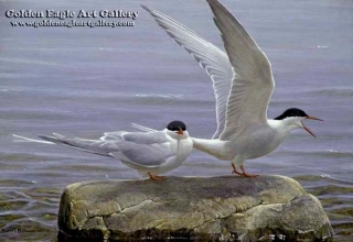 Arctic Tern Pair