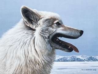 Arctic Wolf Portrait