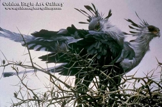 At The Nest - Secretary Birds