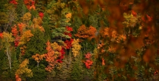 Autumn Haliburton