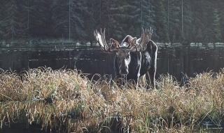 Autumn Foraging