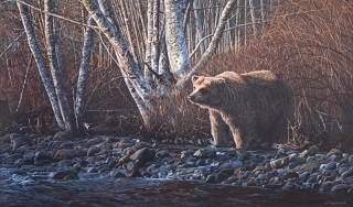 Autumn Morning - Grizzly