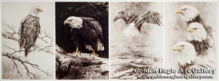 Bald Eagle Series # 1