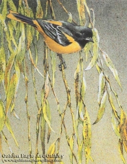Baltimore Oriole & Weeping Willow