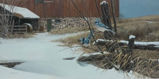 Barnyard Bluejays