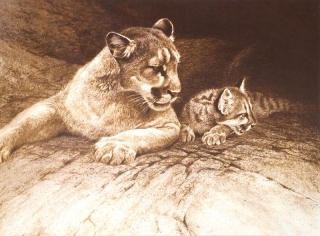 Cougar and Kit