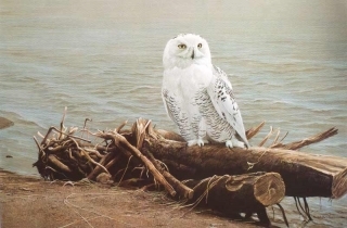 Snowy Owl on Driftwood