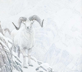 White World - Dall's Sheep