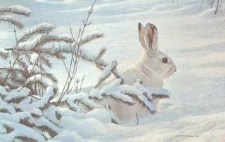 Winter - Snowshoe Hare