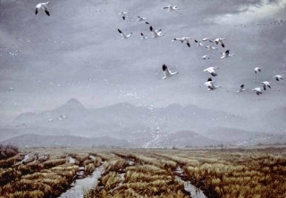 Across the Sky - Snow Geese