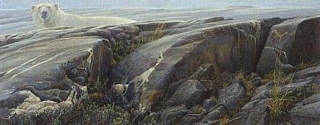 Arctic Landscape - Polar Bear