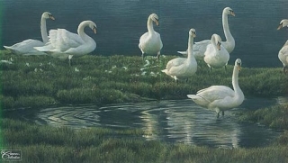 Bank of Swans