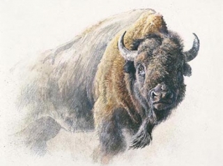 Bison Study