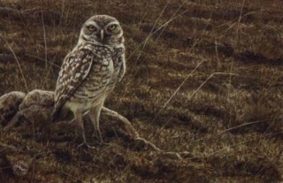 Burrowing Owl