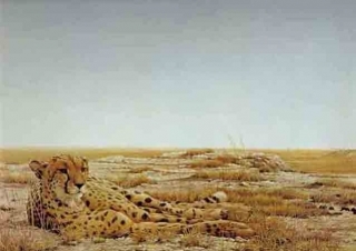 Cheetah Siesta