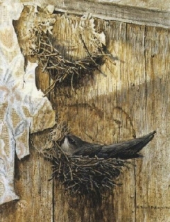 Chimney Swift on Nest