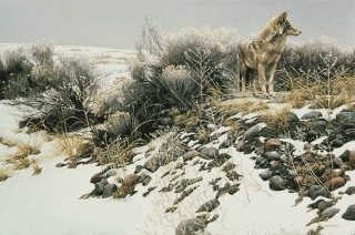 Coyote in Winter Sage