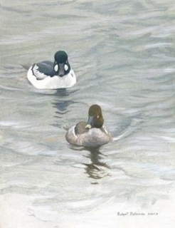 Goldeneye - Pair