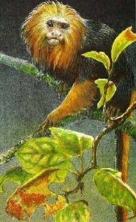 Golden-Headed Lion Tamarin