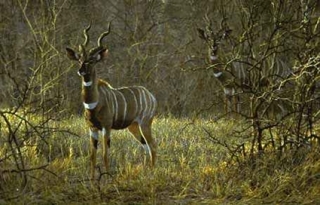 Meru Dusk - Lesser Kudus