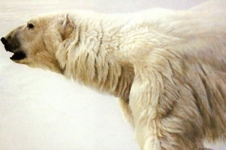 Polar Bear Profile