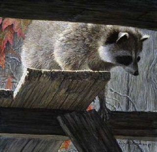 The Prowler - Raccoon