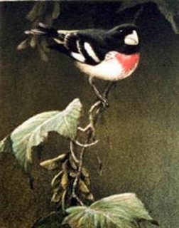 Rose-Breasted Grosbeak