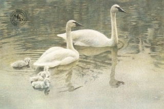 Trumpeter Swan Family