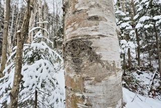 Birch