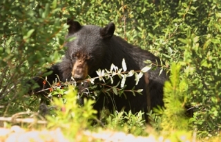 Black Bear Berries