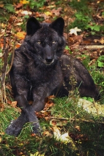 Black Wolf