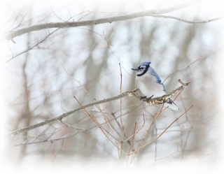 Blue Jay At Depot Lake