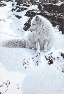 Blue Shadows -  Arctic Fox