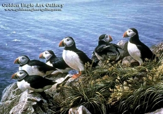 Bright Day - Atlantic Puffins