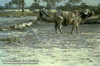 Buffalo at Amboseli