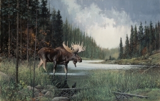Bull Moose in the Stream
