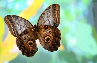 Butterfly Costa Rica