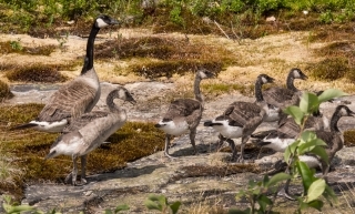 Canadian Geese at Moon Basin