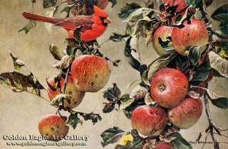 Cardinal and Wild Apples