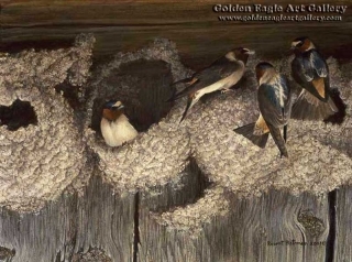 Cliff Swallows at Nest