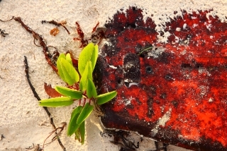 Coral Reef Turks